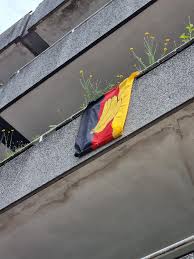 Image result for Glebionis carinata `German Flag`
