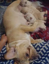 Looking for a 1-2 year old female that has never had a litter. Want her for  breeding...and loving!! I am close to the Spokane, WA area. PM me and we  can talk