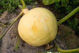 Giant pumpkins generally need 2 pounds nitrogen (n), 3 pounds phosphorous (p2o2) and 6 pounds potash (k2o) per 1,000 square feet of growing space. The Premature End Of My Giant Pumpkin Growing Season Giant Pumpkins Nz