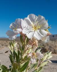 Image result for Nolletia arenosa