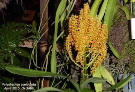 Image result for Polystachya bennettiana