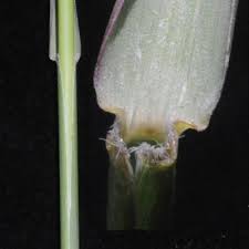 Image result for Setaria kagerensis