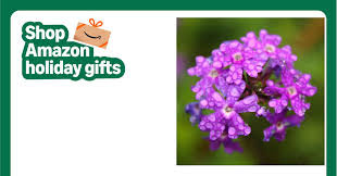 Image result for Verbena × teasii