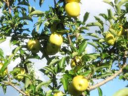 Image result for Dovyalis hispidula