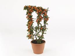 Image result for Pyracantha coccinea red column
