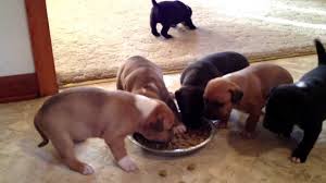 To ensure you're selecting a puppy food, make sure it is labeled specifically for puppies grow at a rapid pace, and a few food transitions are to be expected. 4 Week Old Pit Bulls Eating Moist Dry Puppy Food Youtube