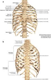 Anatomical landmarks that play an important role in clinical. Anatomy Of The Chest Wall And The Pleura Thoracic Key