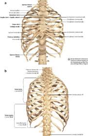 Study chest anatomy using smart web & mobile flashcards created by top students, teachers, and professors. Anatomy Of The Chest Wall And The Pleura Thoracic Key