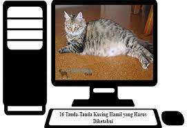 Selain itu kondisi di dalam rumah relatif lebih bersih. 16 Tanda Tanda Kucing Hamil Yang Harus Diketahui