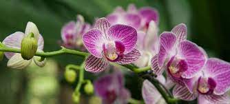 Maybe you would like to learn more about one of these? Flower Delivery Olympia Wa Washington Williams Flowers William S Flowers