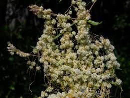 Image result for Cuscuta planiflora