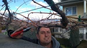 Image result for pruning grapes on a pergola