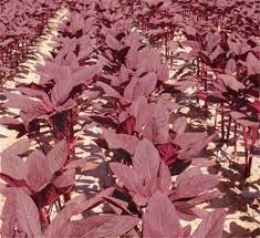 Check spelling or type a new query. Chinese High Quality Red Leaf Amaranth Seed For Growing Buy Amaranth Seeds Red Leaf Amaranth Seed Chinese High Quality Red Leaf Amaranth Seed Product On Alibaba Com