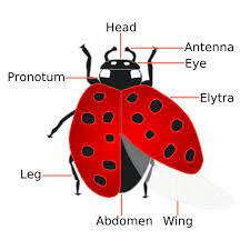 Forensic Entomology - Wikipedia