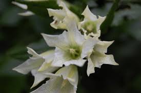 Image result for Gentiana asclepiadea alba