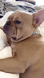 Maybe you would like to learn more about one of these? Annoyed Dog Gifs Get The Best Gif On Giphy