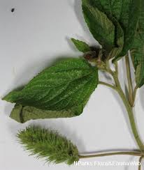Image result for Acalypha
