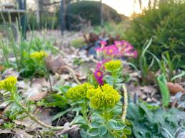 Image result for Euphorbia eranthes