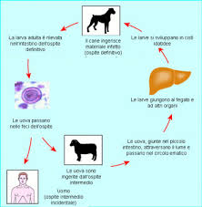 La taurina però si trova anche nell'uomo ed è considerata uno dei 6 amminoacidi ruolo nella sintesi degli acidi biliari: Cisti Da Echinococco Del Fegato Chirurgia Del Fegato