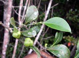 Image result for Suregada