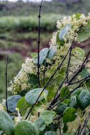 Image result for Stephania abyssinica