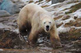 Save The Polar Bears Stop Polluting The Environment And Stop Global Warming Polar Bear Bear Photos Bear