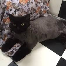 Have You Ever Shaved Your Cat Quora