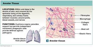 Areolar Tissue Tissue Biology Human Anatomy And Physiology Anatomy And Physiology