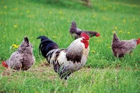Check spelling or type a new query. More Great News About Free Range Eggs Mother Earth News