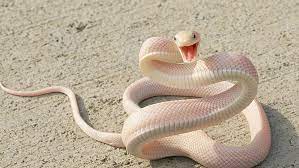 Fotografia De Enfoque Superficial De Serpiente Blanca Serpiente Serpiente Rosa Fondo De Pantalla Hd Wallpaperbetter