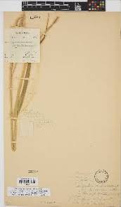 Image result for Eriochrysis pallida