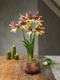 Papilio Butterfly Amaryllis Bulb Planted In Glass Pot Amaryllis Bulbs Amaryllis Planting Bulbs