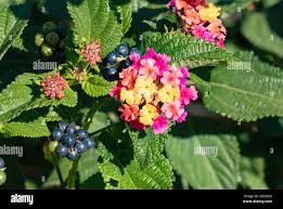 Image result for Verbenaceae