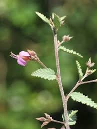 Image result for Melochia melissifolia