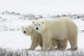 Fauna khas bioma tundra adalah muskoxem (bison berhulu tebal) dan reindeer/caribou (rusa kutub). As Izinkan Pengeboran Minyak Di Suaka Margasatwa Alaska Beruang Dan Rusa Kutub Makin Terancam Halaman All Kompas Com