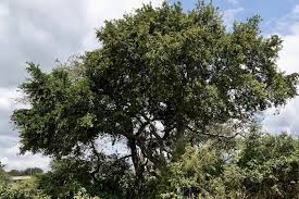Image result for Turraea robusta