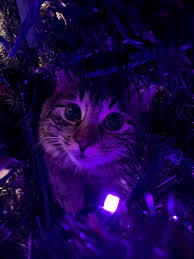 tree cat in 2021 aesthetic animals cute animals purple cat