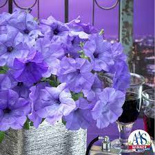 Modern Petunia Varieties No Longer Just The Pinkest Pink Flower Garden Therapy Petunias Flower Seeds Flower Garden