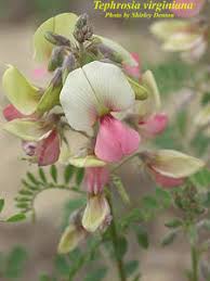 Image result for Tephrosia rhodesica