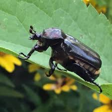 Image result for Hermbstaedtia fleckii