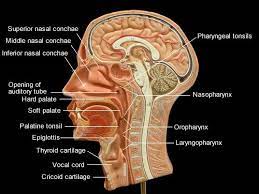 This worksheet was designed for anatomy students to practice labeling the organs of the digestive system. Half Head Human Anatomy And Physiology Medical Anatomy Anatomy Models Labeled