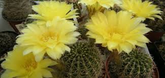 Everyone is familiar with the easter lily, but there's another beautiful easter plant that's not well known. Echinopsis Aurea Golden Easter Lily Cactus World Of Succulents