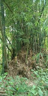 Image result for Bambusa balcooa