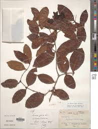 Image result for Landolphia