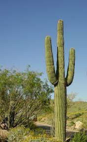 15 Of The Best Types Of Cactus You Can Grow At Home Cactus Types Cactus Pictures Cactus House Plants