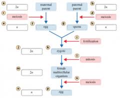 This worksheet was created for an introductory biology class because they struggled with the difficult vocabulary associated with mitosis and the cell cycle. Bio 181 Mastering Biology Chapter 11 Meiosis Flashcards Cram Com