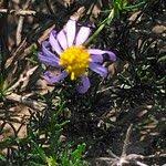 Image result for Felicia muricata