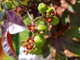 Image result for Jatropha gossypiifolia