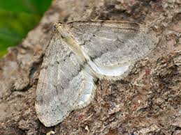 Image result for Operophtera fagata