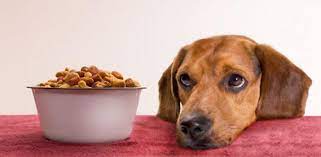 15 Possible Reasons Why Your Dog Won T Eat Daily Dog Stuff